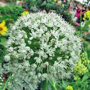 Allium fistulosum | Welsh Onion | 5 Seeds