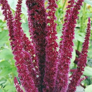 Amaranthus cruentus / Amaranto sanguigno / 100 semi