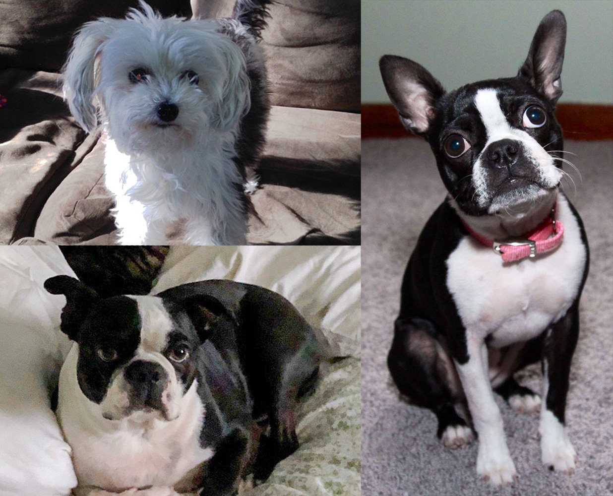 Custom Pet Portrait From Photo, Photo Into Oil Painting, Custom Pets ...