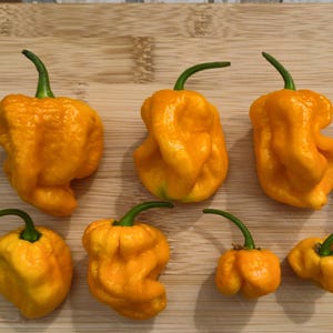May include: Eight bright yellow habanero peppers with wrinkled, textured skins and green stems arranged in two rows. The peppers vary in size and shape, displaying a glossy finish and characteristic bulbous, irregular contours typical of this variety.