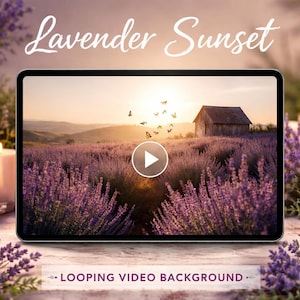 Może przedstawiać: Cyfrowy tablet wyświetla zapętlone tło wideo z pola lawendy o zachodzie słońca. Scena obejmuje małą drewnianą konstrukcję, motyle oraz tekst "Lavender Sunset" i "Looping Video Background".