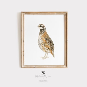 Northern Bobwhite Quail Watercolor, Quail Hunting Wall Art, Nursery Decor, Quail Wall Decor, Hunting Art Decor, Hunting Fishing Wall Art