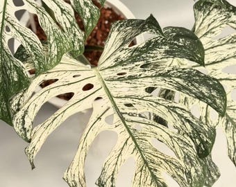 Monstera Deliciousa Devil Monster Variegated | single leaf node rooted cuttings and 3 leaves top cut rooted