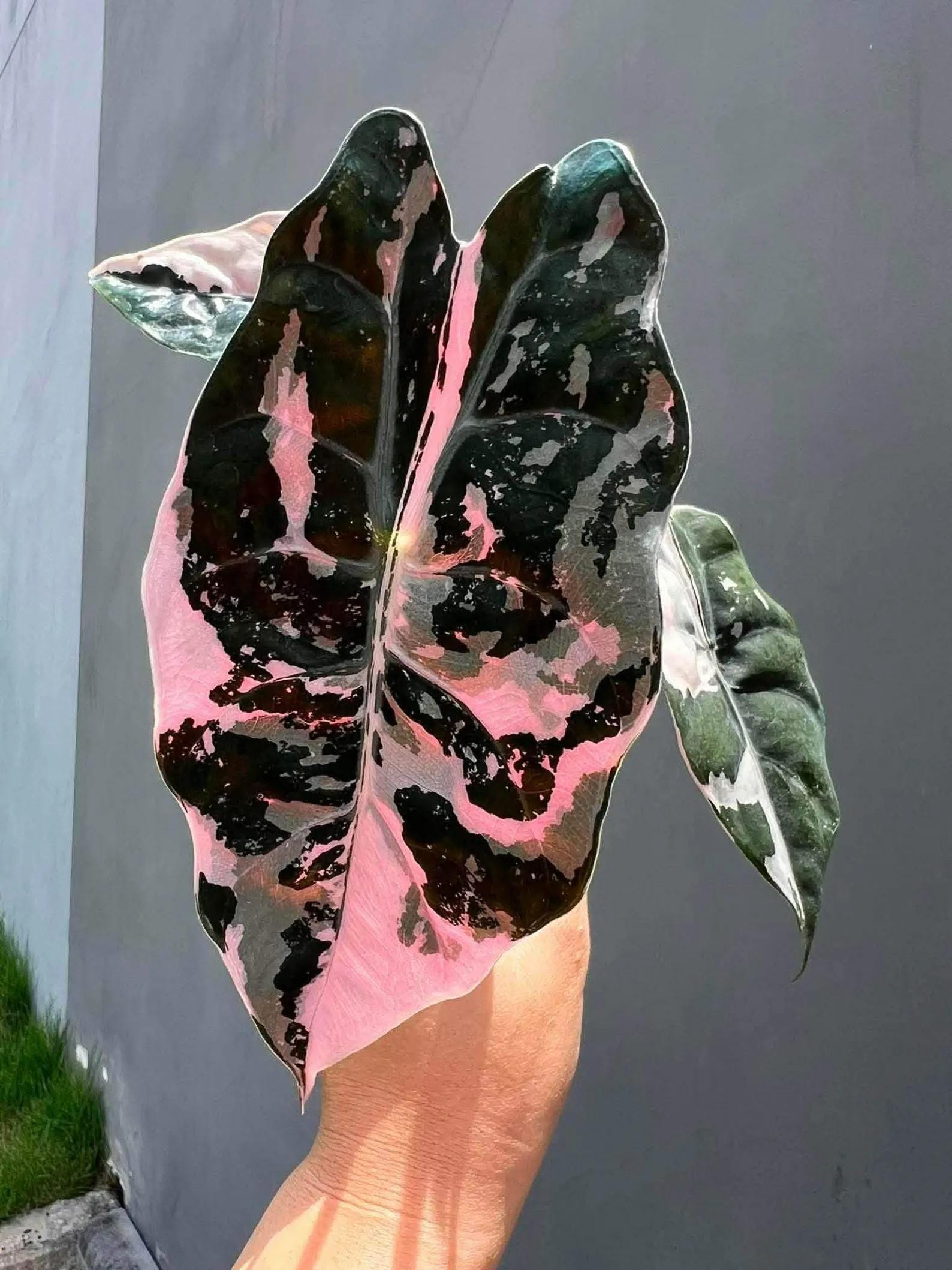 Alocasia Cuprea Pink Albo - Etsy
