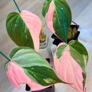 Pink Zz Plant Variegated - Etsy