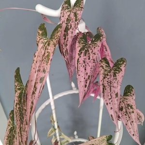 May include: A Syngonium podophyllum plant with variegated heart-shaped leaves in shades of pink and dark green, trailing down a white metal circular trellis topped with a small white bird figurine. The plant features multiple stems.