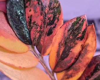 Black Zamioculcas Zamiifolia Red Wine Tri color Variegated Full stems and single leaf rooted with rhizome