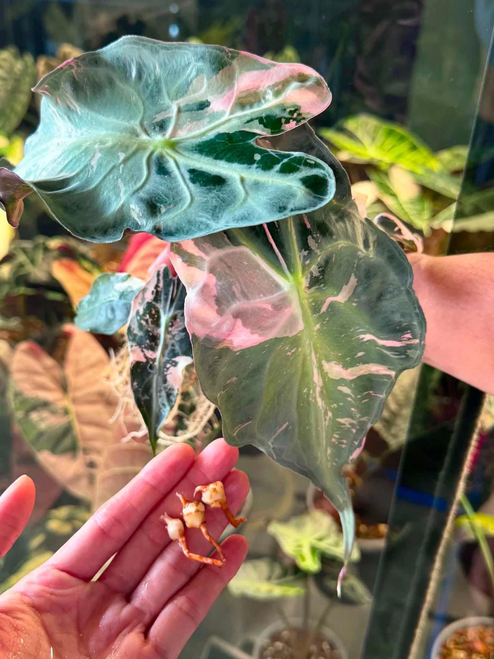 Alocasia Melo Aurea - Etsy