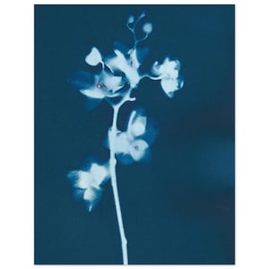 May include: A cyanotype print of a flowering plant with delicate white blossoms and buds against a deep blue background. The botanical image showcases the intricate details of the plant's structure, creating a striking contrast.