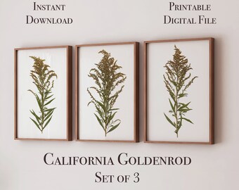 California Goldenrod Tryptic, Instant Download, Set of 3, Pressed Flower Art, Printable Wall Art, All Sizes