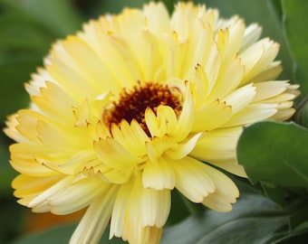 Snow Princess Calendula Seeds