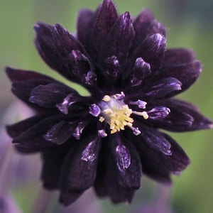 May include: Close-up of a dark purple flower with a yellow center, set against a blurred green background. The flower has multiple layers of petals. The image includes the text "Zilly's Garden" in the bottom right corner.
