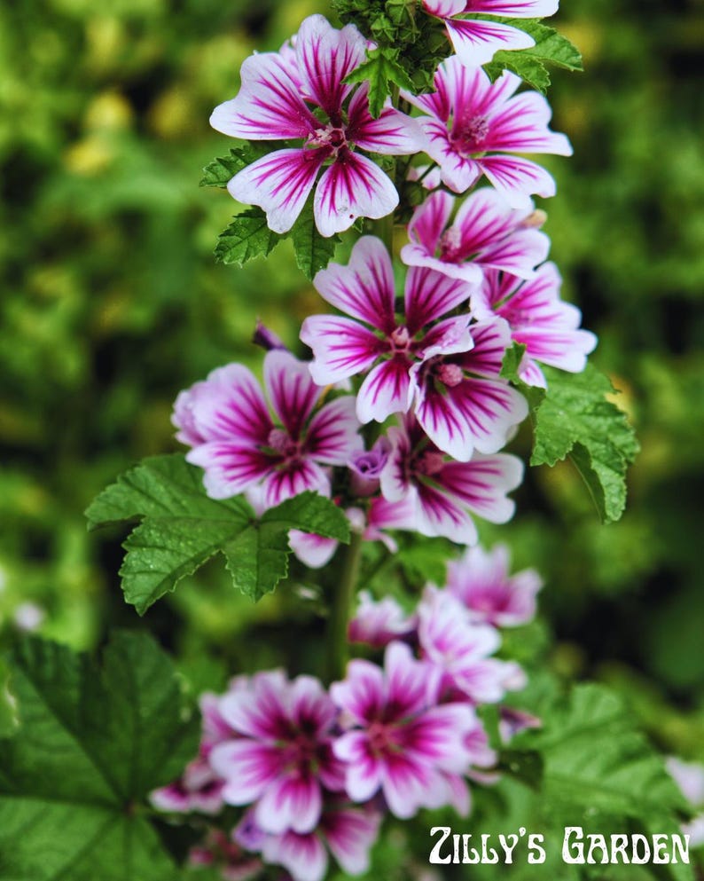 ZillysGardenSeeds Zebrina Malva Seeds