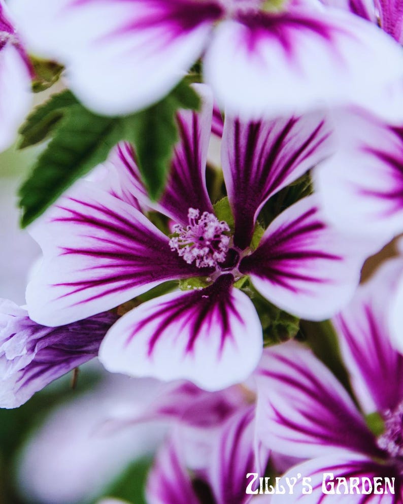 ZillysGardenSeeds Zebrina Malva Seeds - Thumbnail 3