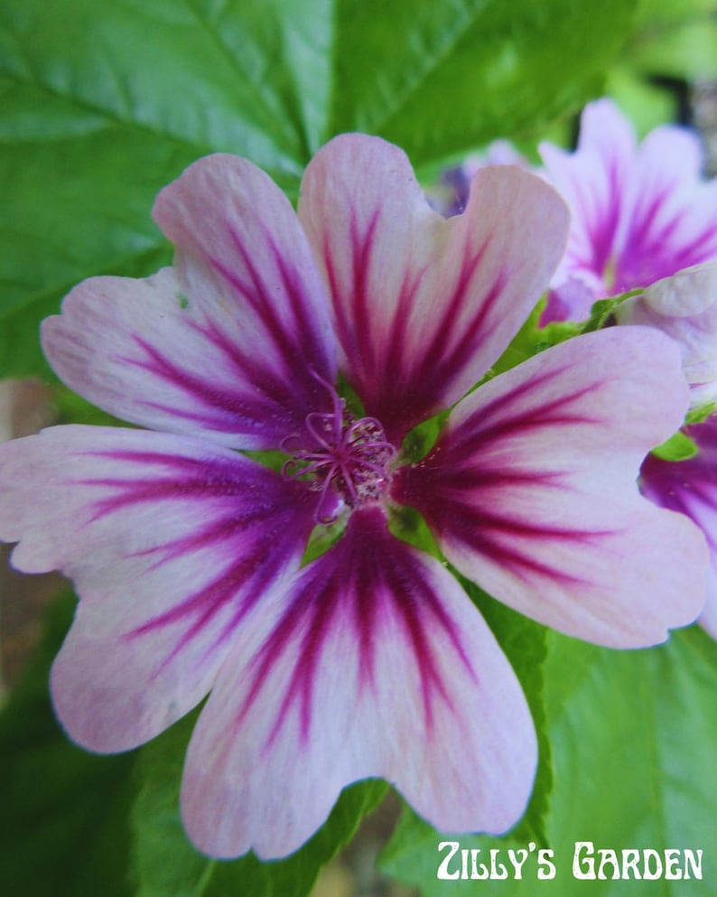 ZillysGardenSeeds Zebrina Malva Seeds - Thumbnail 2