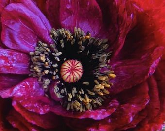 May include: Close-up of a vibrant red and purple poppy flower. The petals are layered, with a deep purple center and a red outer edge. The center features a dark, textured area with yellow stamens and a yellow and red center. The text "Zilly's Garden" is at the bottom.