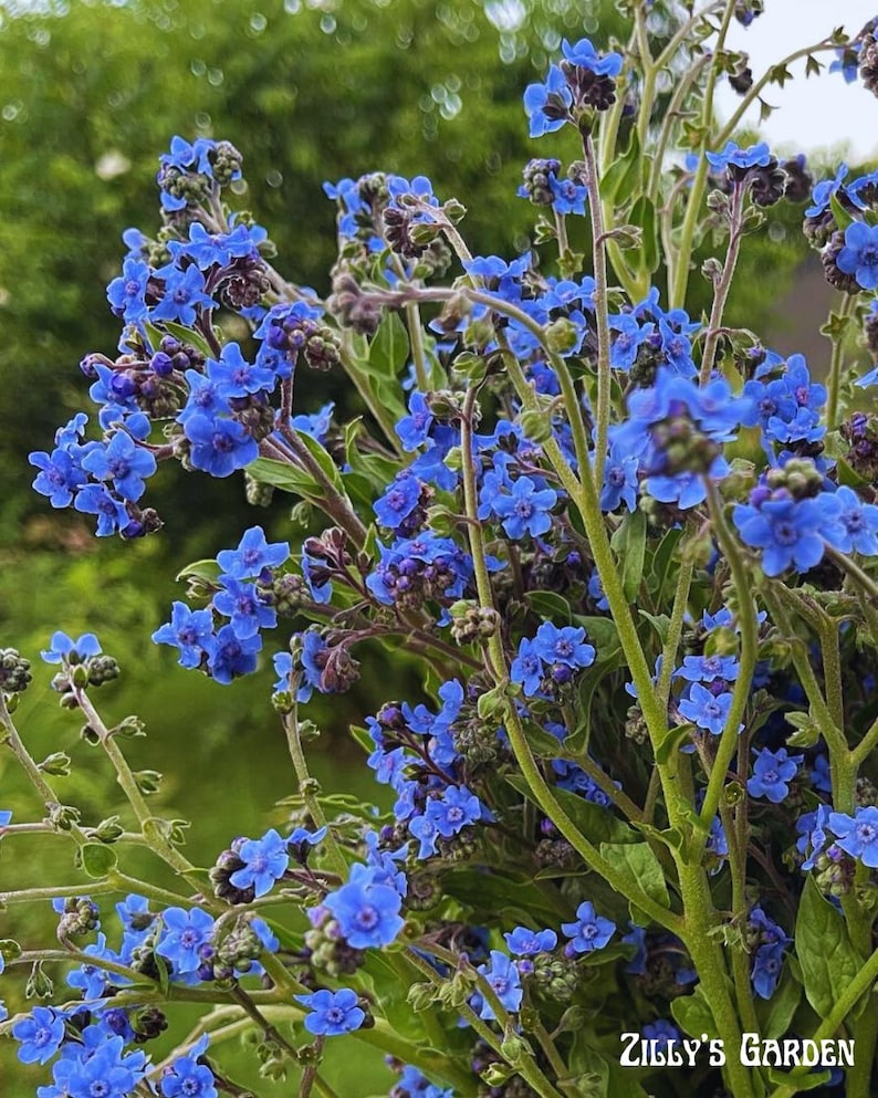 ZillysGardenSeeds Chinese Forget-Me-Not Seeds