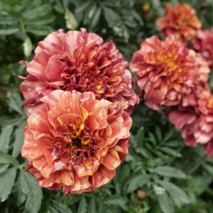 Strawberry Blonde Marigold Seeds