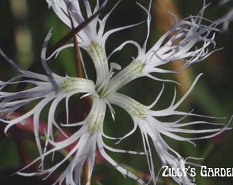 Dianthus Seeds "Spooky" Mix