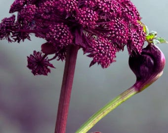 Angelica Gigas Seeds