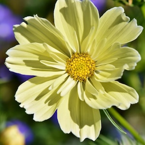 May include: A single pale yellow cosmos flower with a yellow center. The flower has many petals and is in focus. The background is blurred and out of focus.