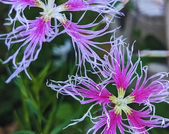 May include: Close-up of two vibrant pink and white fringed flowers with yellow centers. The delicate petals have a unique, spidery appearance. Green foliage provides a natural backdrop. The text "Zilly's Garden" is visible in the bottom right corner.