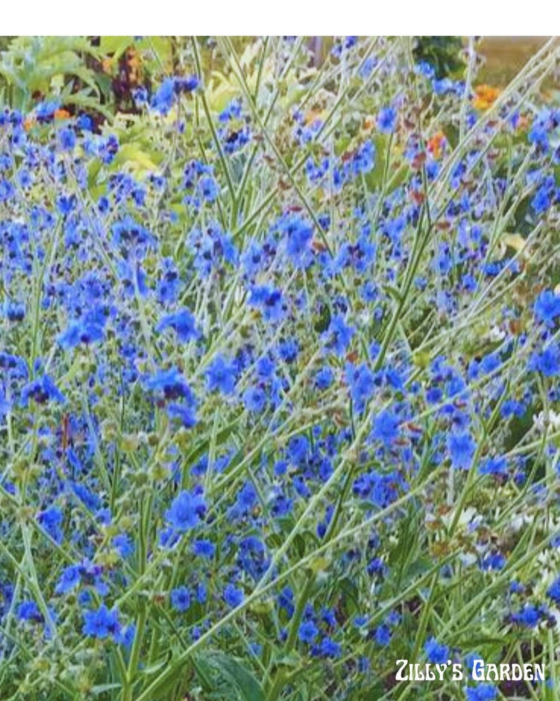 ZillysGardenSeeds Chinese Forget-Me-Not Seeds - Thumbnail 3