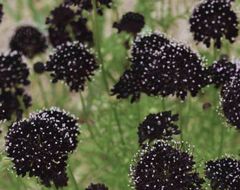 Black Knight Scabiosa Seeds