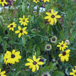Cheap Flower Seeds - Etsy