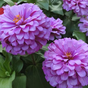 Benary’s Giant Lilac Zinnia Seeds