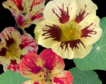 Peut inclure: Illustration numérique de plusieurs fleurs de capucines aux couleurs vives. Les fleurs présentent un mélange de teintes jaunes, rouges et bordeaux, avec des feuilles vertes. Le fond est noir, avec un motif floral décoratif en haut.
