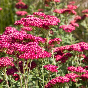 May include: A field of vibrant pink yarrow flowers in full bloom. The flowers have dense clusters of tiny florets atop tall, green stems. The image is taken in natural light, with a soft focus on the flowers, and the text "Ziggy's Garden" is visible in the bottom right corner.