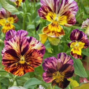 May include: Close-up of several pansy flowers in full bloom. The petals display a striking combination of colors, including deep purple, vibrant yellow, and warm orange, with intricate patterns. The flowers are surrounded by green foliage.