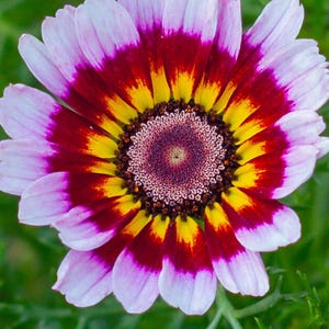 Painted Daisy Seeds