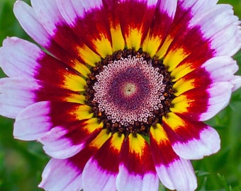 Pode incluir: Uma flor vibrante em close-up com um padrão complexo. As pétalas são rosa claro com pontas roxas escuras, que levam a um centro bordô e amarelo. O centro tem um núcleo texturizado roxo escuro. O texto "Zilly's Garden" é visível na parte inferior.