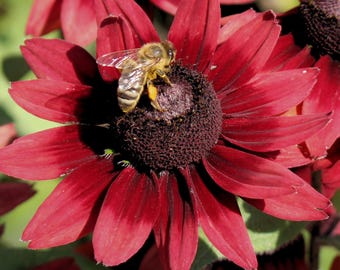 Cherry Brandy Rudbeckia Seeds