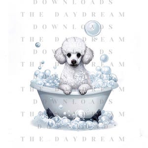 Poodle relaxing in a claw foot tub overflowing with bubbles