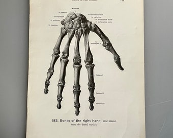 Bones of the Right Hand” Illustration — Vintage Print, Highly Detailed!