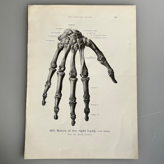 Skeleton Of The Right Hand