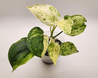 Scindapsus Sentarum センタラム② Scindapsus Sentarum - Etsy