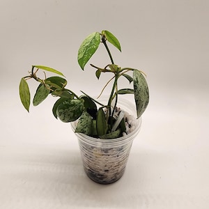 Hoya Lacunosa sulcata-rooted, growing