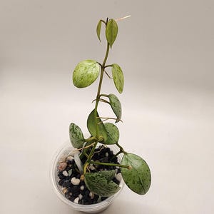 Hoya Lacunosa sulcata- rooted, growing