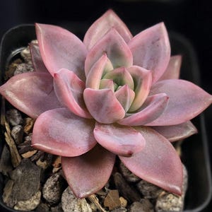 Beautiful Rare Imported Korean Echeveria &quot;Purple Champagne Variegated&quot; 2.75&quot; succulent, live plant. *Free shipping.
