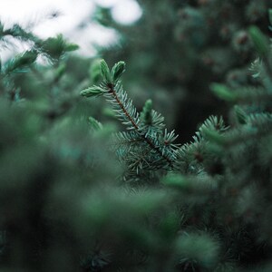 May include: A close-up view of a dense evergreen tree branch featuring sharp, dark green needles and light green new growth at the tips. The focus is centered on a single sprig, while the surrounding foliage is blurred to create depth.
