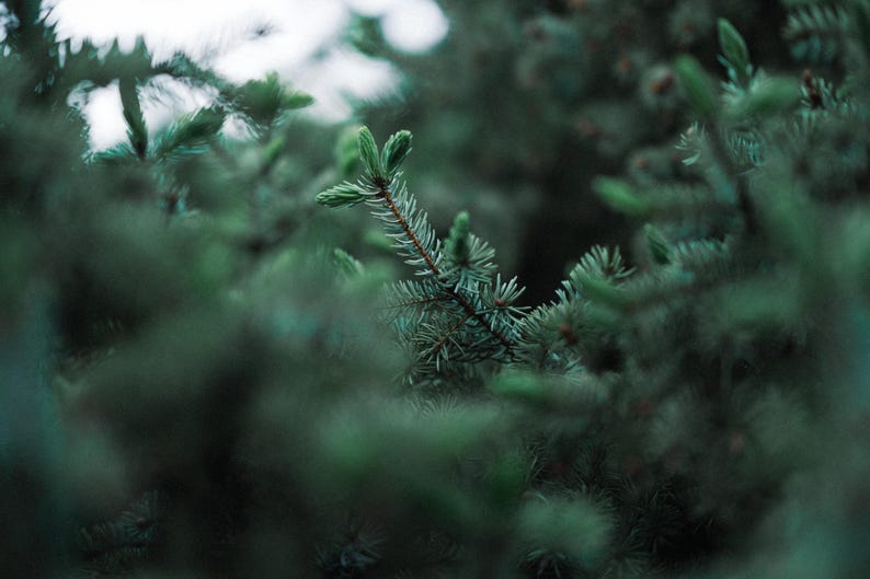 May include: A close-up view of a dense evergreen tree branch featuring sharp, dark green needles and light green new growth at the tips. The focus is centered on a single sprig, while the surrounding foliage is blurred to create depth.