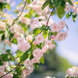 Puede incluir: Una rama de &aacute;rbol en flor con delicadas flores de color rosa claro y hojas de color verde vibrante. Los p&eacute;talos son suaves y redondeados, agrupados en tallos delgados y marrones contra un cielo azul claro y brillante, capturando la esencia de la primavera.