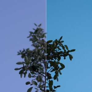 May include: A split-screen comparison showing a tree branch against a sky background. The left side is labeled 'Feria' and 'Before' with a muted purple-blue sky, while the right side is labeled 'After' with a vibrant, clear bright blue sky.