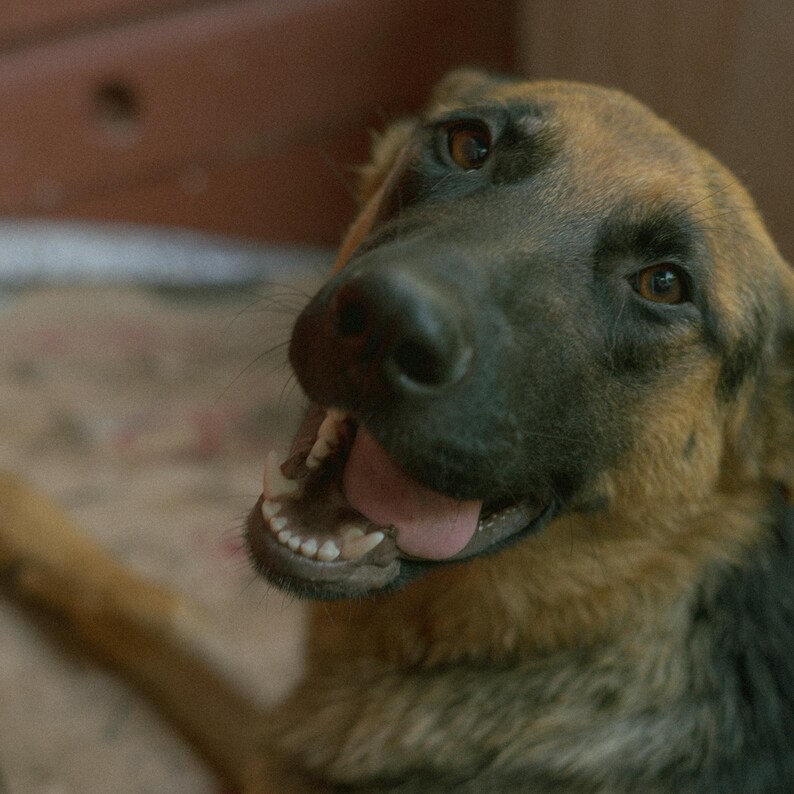 K&ouml;nnte beinhalten: Ein brauner und schwarzer Deutscher Sch&auml;ferhund mit offenem Maul, herausgestreckter Zunge und sichtbaren Z&auml;hnen. Der Hund schaut nach rechts aus dem Bild.