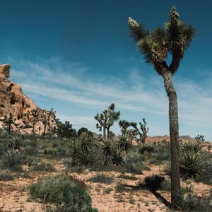 May include: A desert landscape featuring a tall Joshua tree with spiky green leaves and cream-colored blooms under a clear blue sky. The terrain consists of sandy ground, low-lying desert shrubs, and large tan rock formations in the background.
