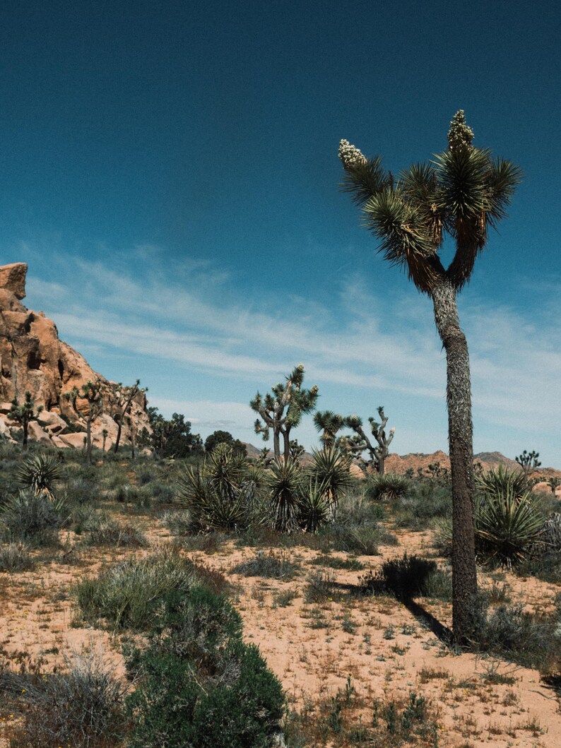May include: A desert landscape featuring a tall Joshua tree with spiky green leaves and cream-colored blooms under a clear blue sky. The terrain consists of sandy ground, low-lying desert shrubs, and large tan rock formations in the background.